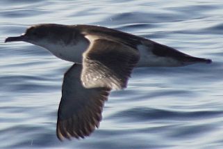 Puffinus yelkouan - Mittelmeer-Sturmtaucher (Schwarzschnabel-Sturmtaucher, Mittelmeer-Sturmtaucher)